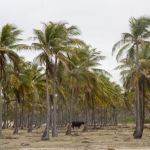Livestock