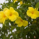 20080415-IMG_7040.jpg