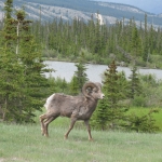 Edmonton 2008 016.JPG