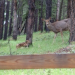 RLAI Banff Retreat (06/04)