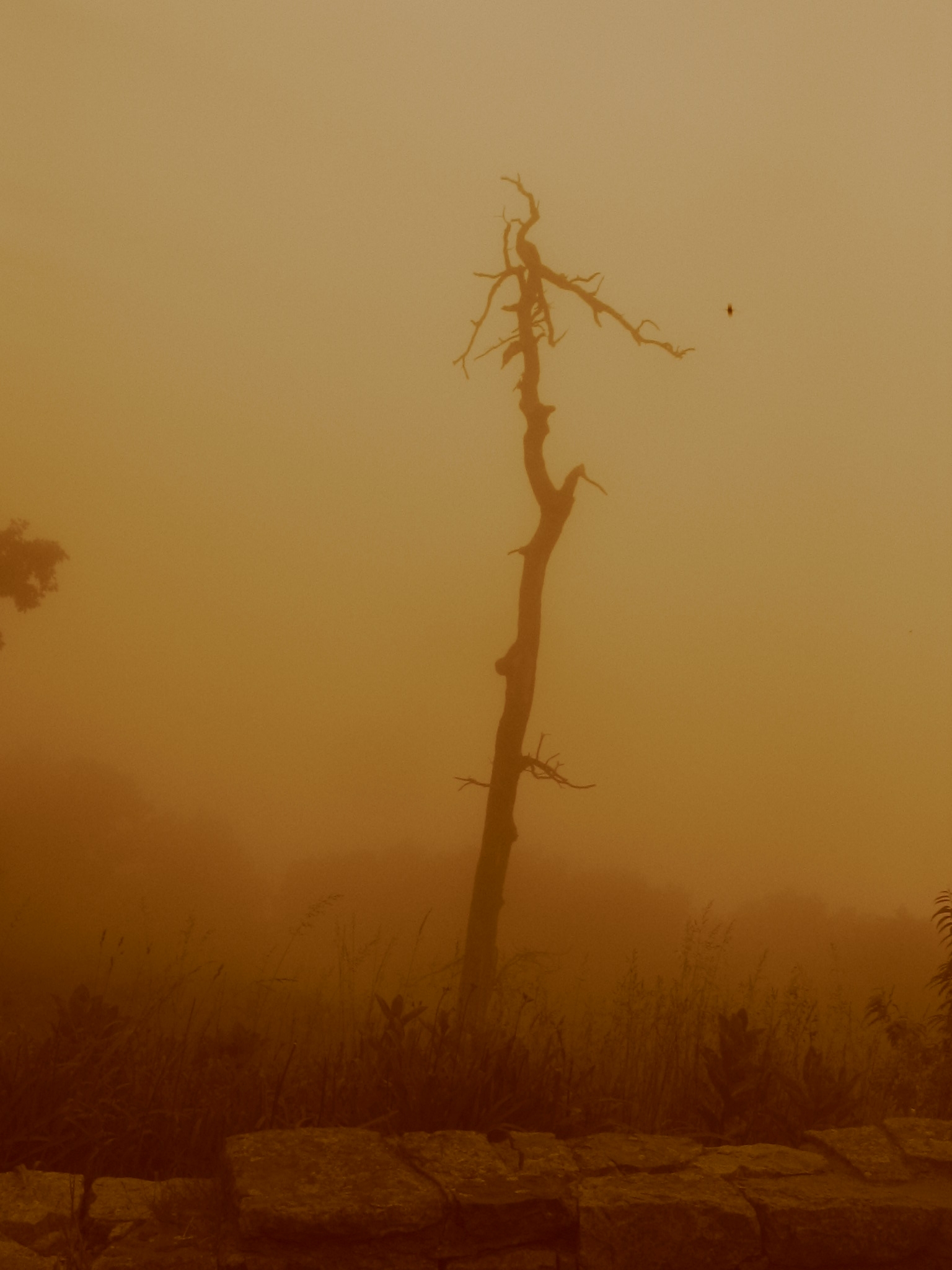 shenandoah_045