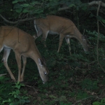 shenandoah_008