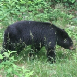 shenandoah_041