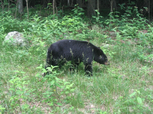 shenandoah_041