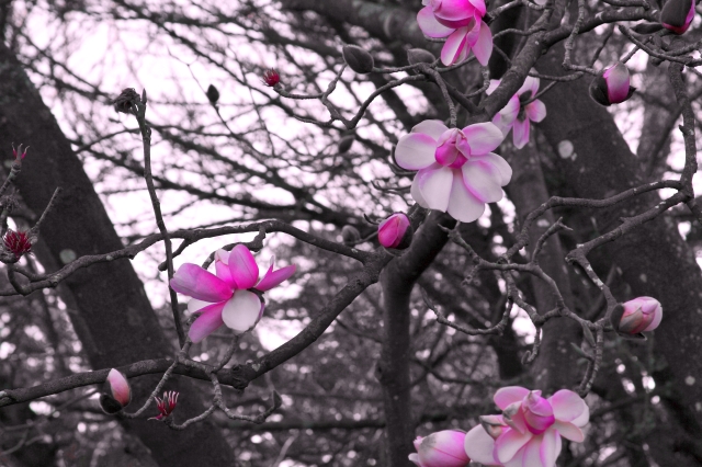 Magnolia_001