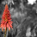 Flower_003