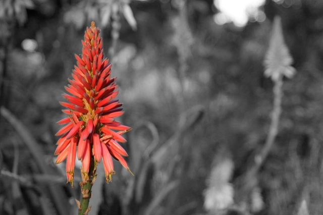 Flower_003